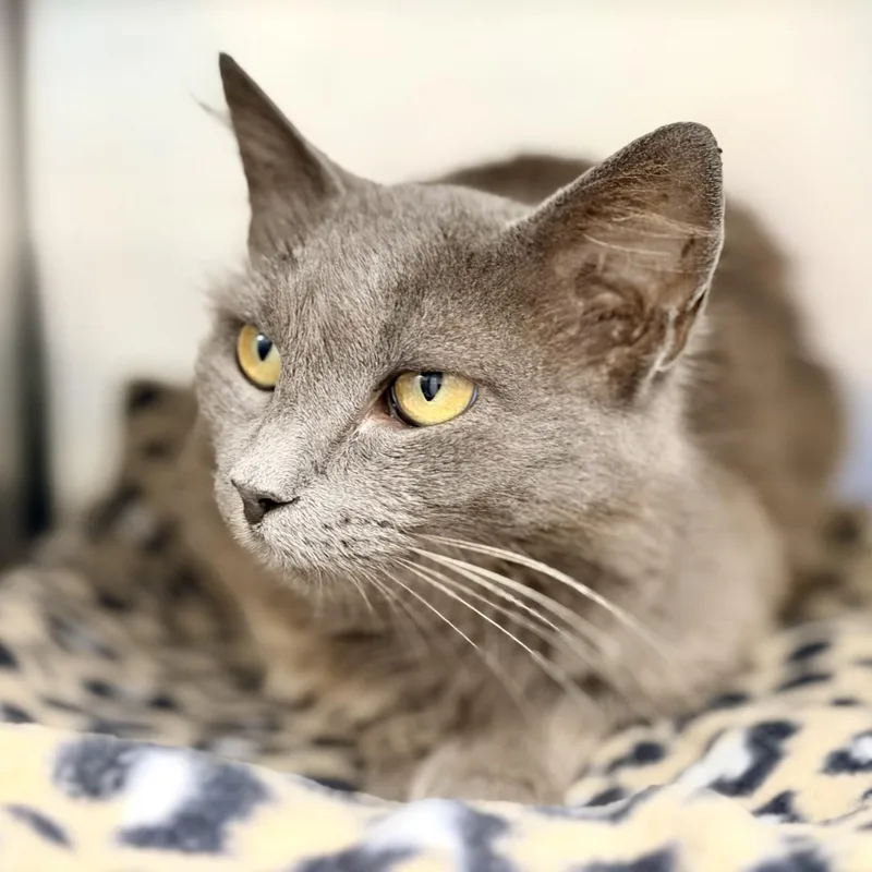 An adult medium-sized female Gray / Blue / Silver Domestic Medium Hair cat named Nadine for adoption in Manahawkin, NJ