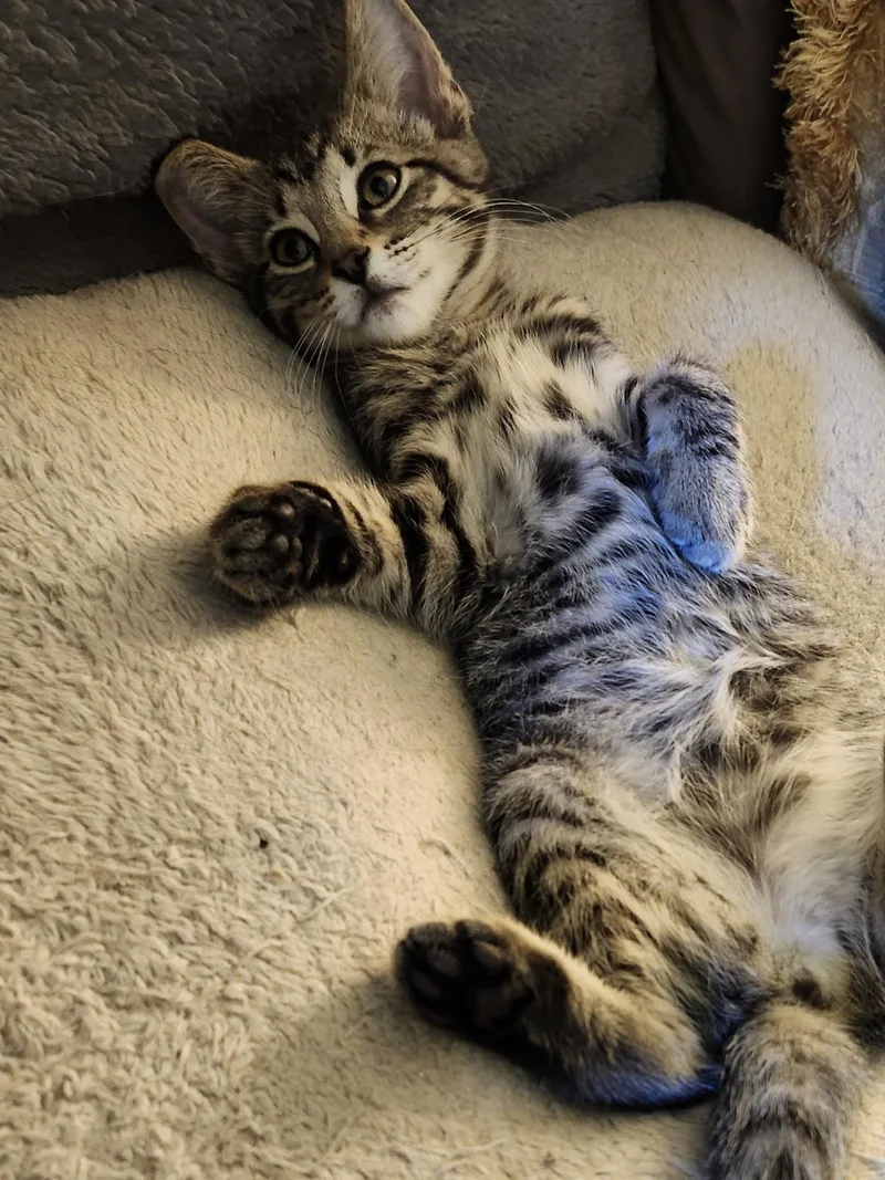 Tigger