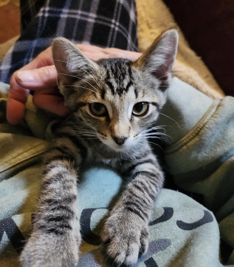 Tigger thumbnail 2