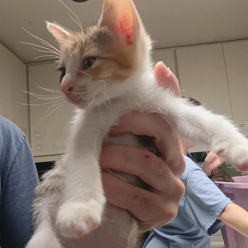 A baby medium-sized female Domestic Short Hair cat named Daytona for adoption in Dallas, TX