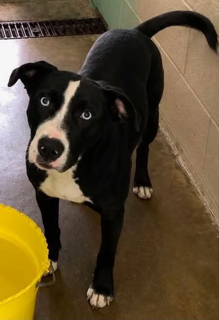 A baby medium-sized female Mixed Breed dog named Toast for adoption in Beebe, AR