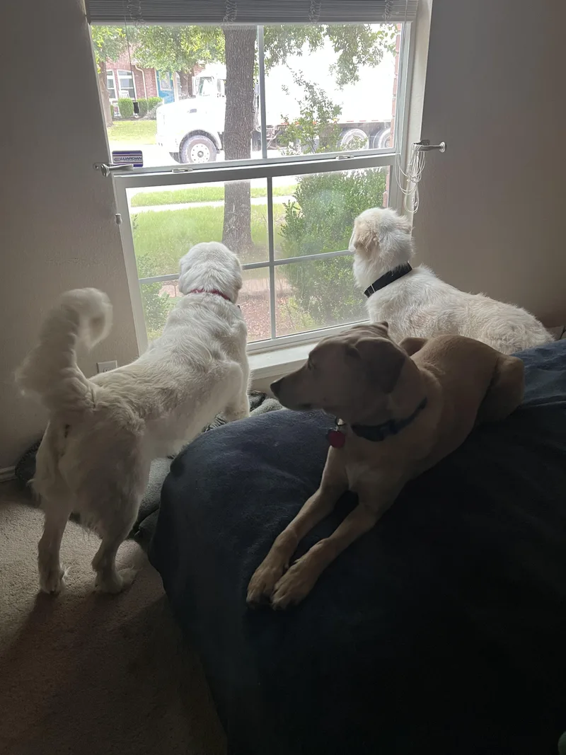 A young large-sized female Great Pyrenees dog named DorothyATX for adoption in Quinlan, TX