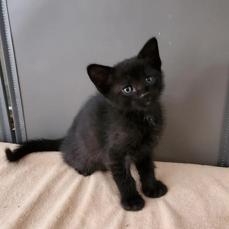 A baby large-sized male Black Domestic Short Hair cat named Churros for adoption in Allen, TX