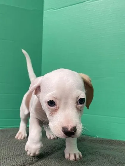 A baby small-sized male Mixed Breed dog named Alvin for adoption in Houston, TX