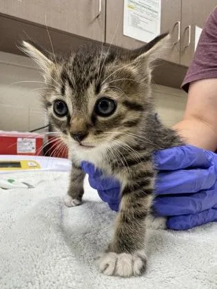 A baby small-sized male Domestic Short Hair cat named Myles for adoption in Fishers, IN