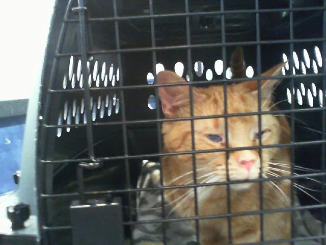 An adult medium-sized female Domestic Short Hair cat named A for adoption in Charlotte, NC