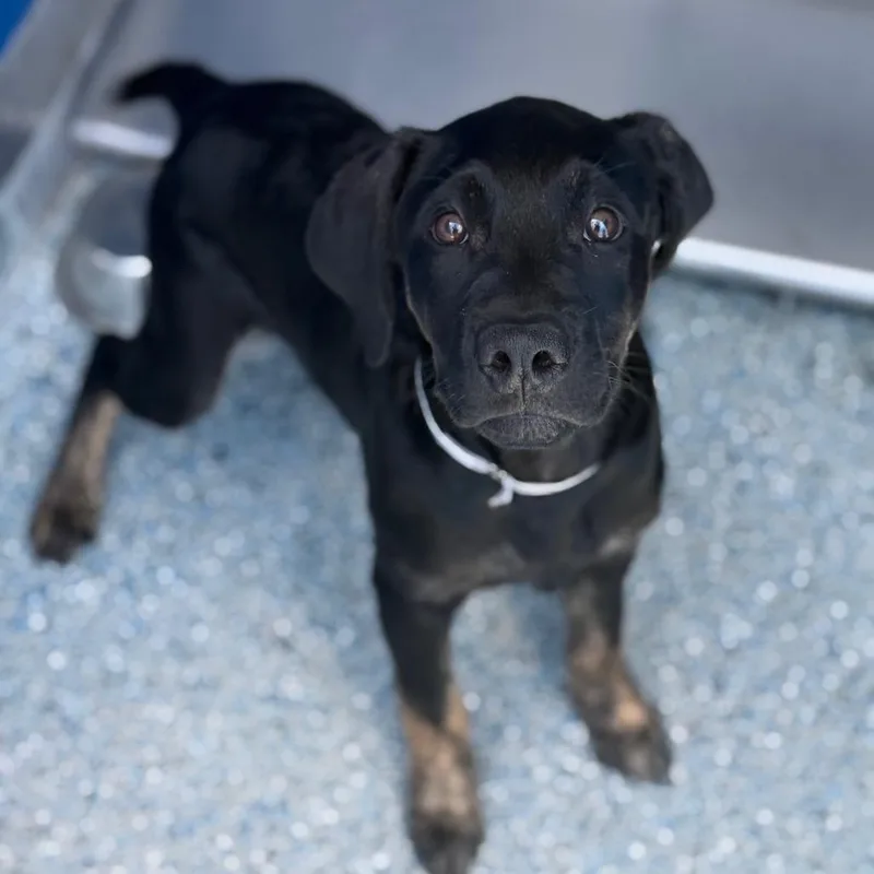 A baby small-sized male Black Labrador Retriever dog named Skipper for adoption in Hawthorne, CA
