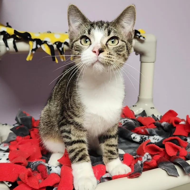 A young small-sized male Domestic Short Hair cat named Decibel for adoption in Marshfield, WI