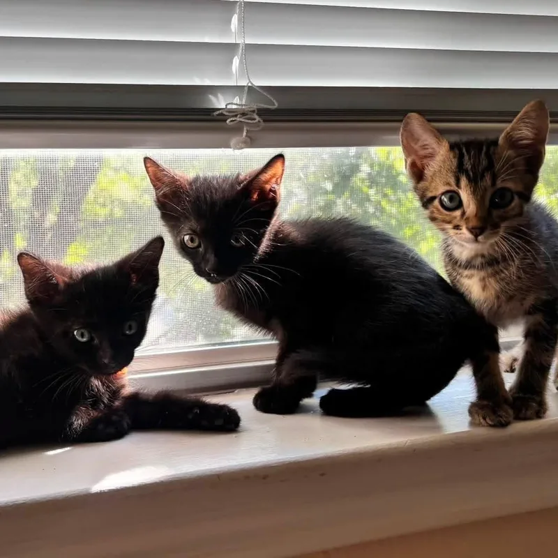 A baby medium-sized female Domestic Short Hair cat named Esme for adoption in Krum, TX