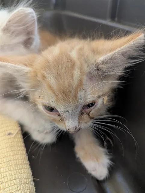 A baby small-sized male Domestic Medium Hair cat named Victor for adoption in Bakersfield, CA