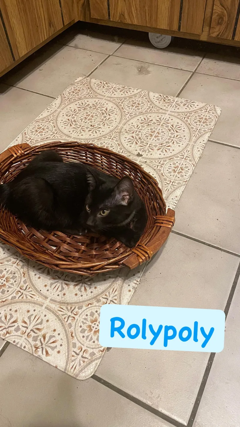 A baby medium-sized male Black & White / Tuxedo Domestic Short Hair cat named Rolypoly for adoption in Crown Point, IN
