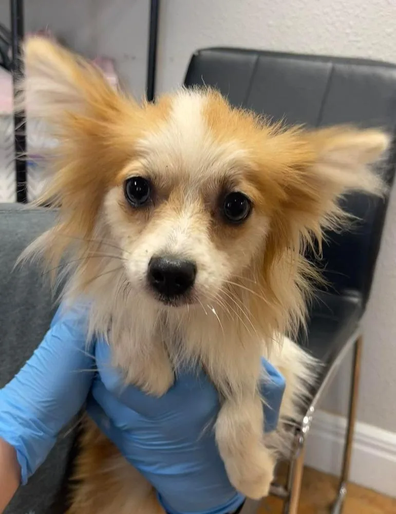 A young small-sized female Pomeranian dog named Clover for adoption in Bolivar, MO