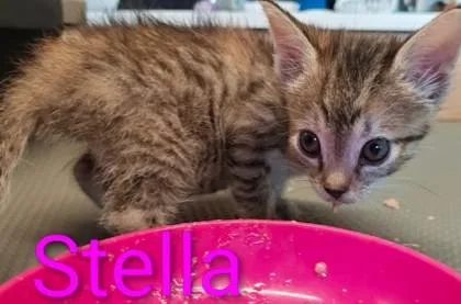 A young medium-sized female Domestic Short Hair cat named Stella for adoption in Kansas City, MO