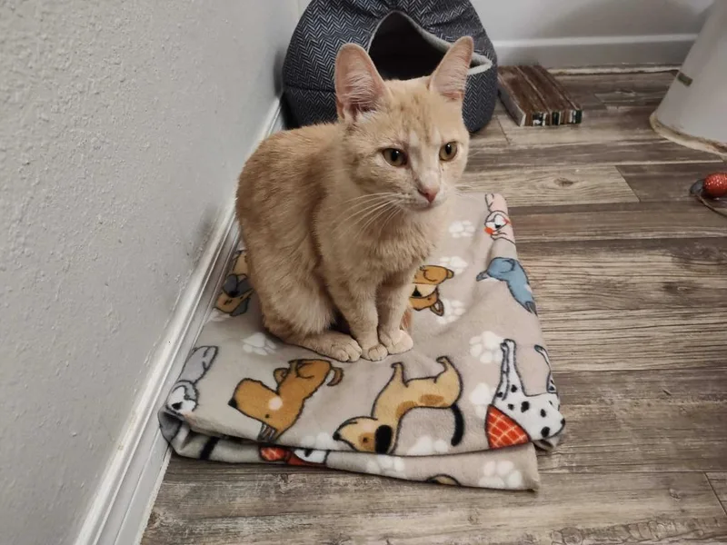 Marmalade thumbnail 2