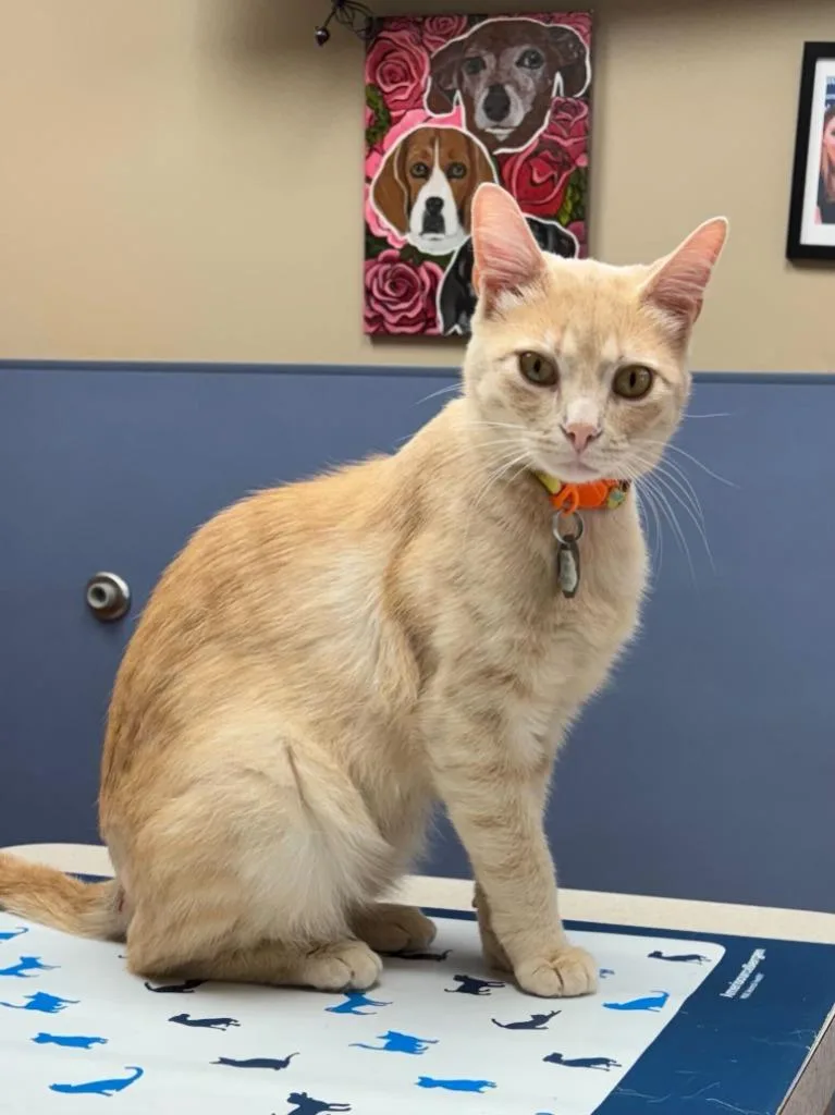 Marmalade thumbnail 3