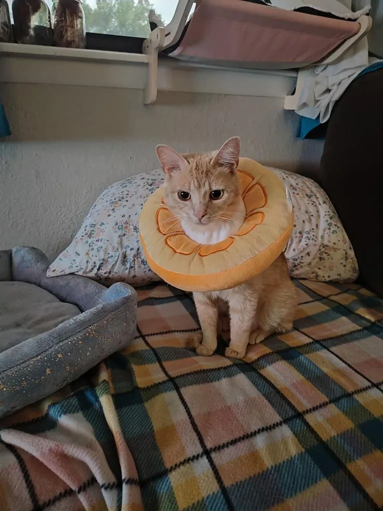 Marmalade thumbnail 4