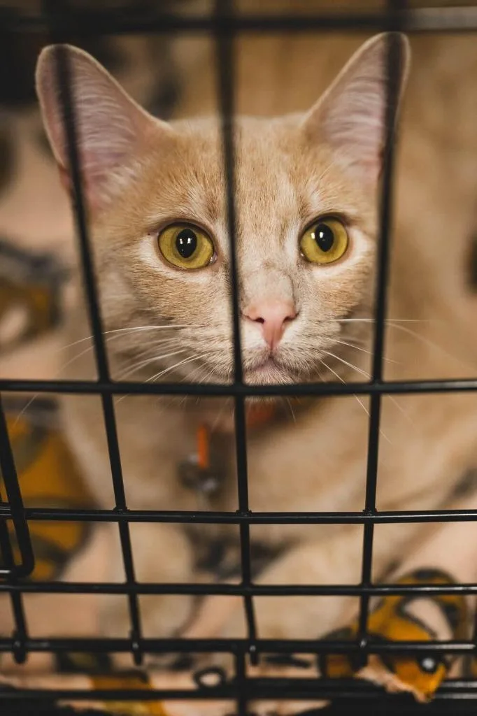 Marmalade thumbnail 5