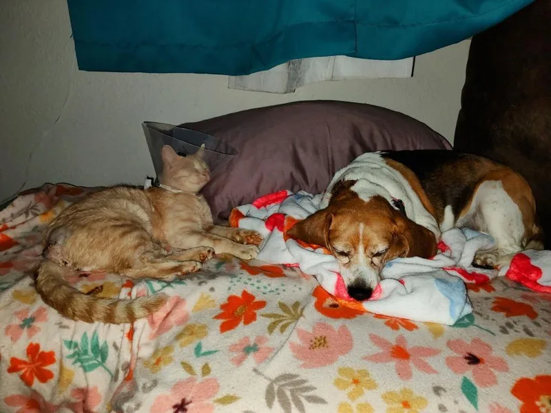 Marmalade thumbnail 6