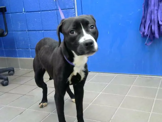 A young small-sized female Pit Bull Terrier dog named Molly for adoption in Albuquerque, NM