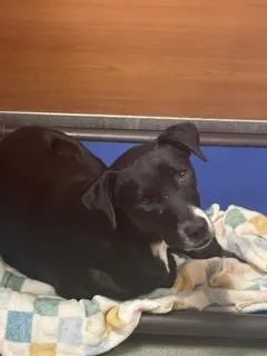 An adult medium-sized female Terrier dog named Chloe for adoption in Miami, FL