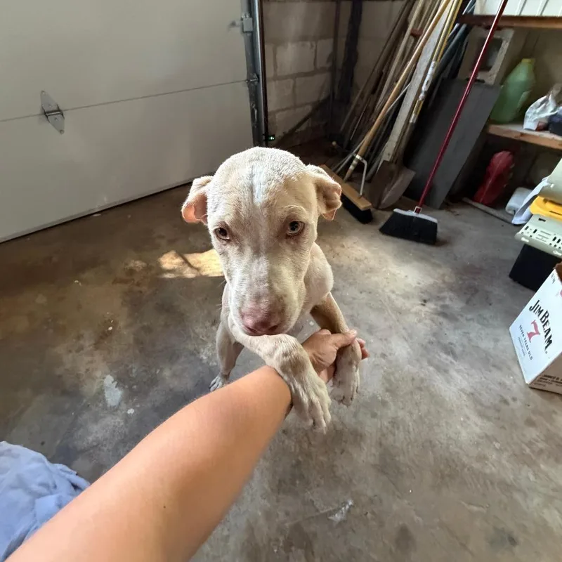A baby medium-sized male White / Cream Pit Bull Terrier dog named Sam for adoption in Tulsa, OK