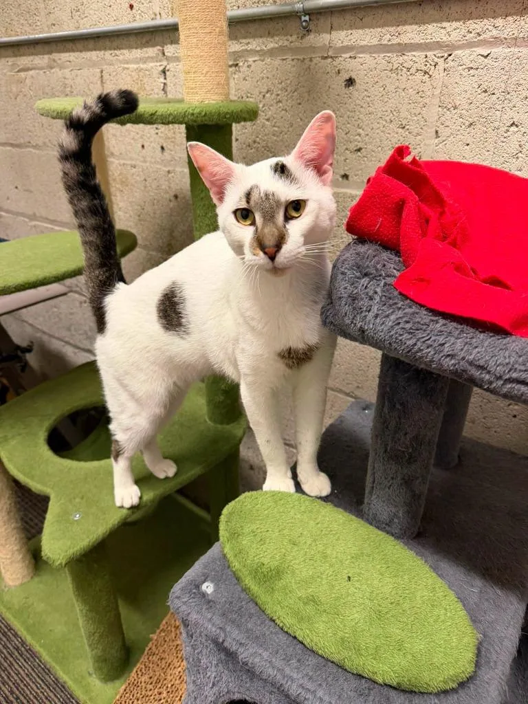 A young medium-sized male Domestic Short Hair cat named Maple for adoption in Olean, NY