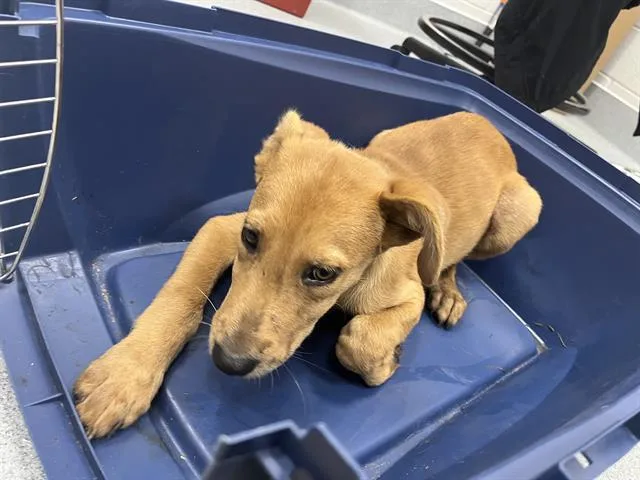 A baby medium-sized female Australian Shepherd dog named Robin for adoption in Ocala, FL