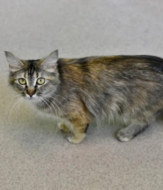 An adult medium-sized female Torbie Domestic Long Hair cat named Amaretto for adoption in Marietta, GA