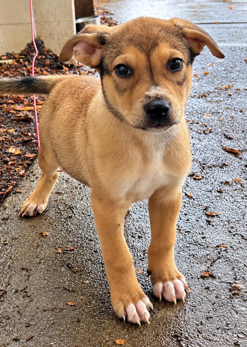 A young medium-sized male Pit Bull Terrier dog named Cooper for adoption in Tigard, OR