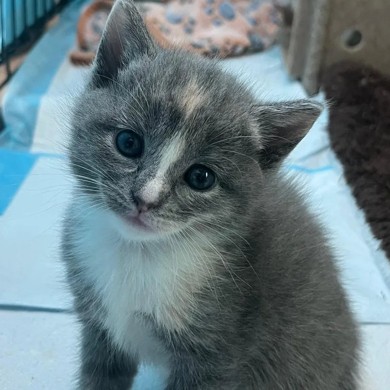 A baby medium-sized female Gray / Blue / Silver Domestic Short Hair cat named Grace for adoption in Harrisonburg, VA