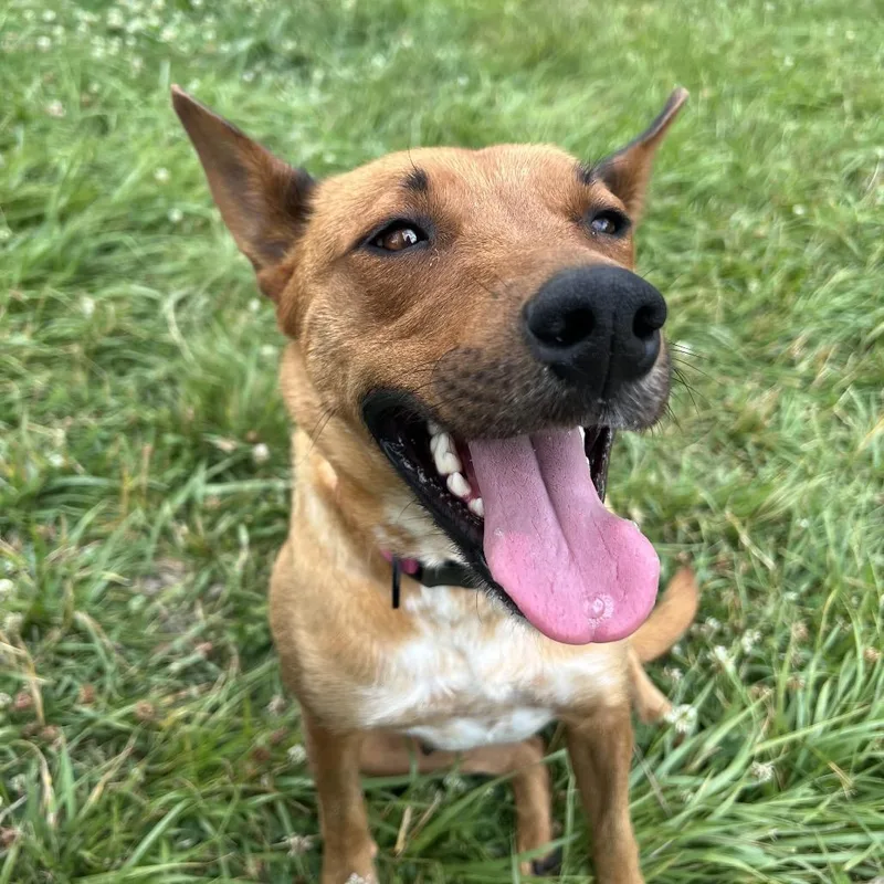 An adult medium-sized female German Shepherd Dog dog named Velma for adoption in San Diego, CA