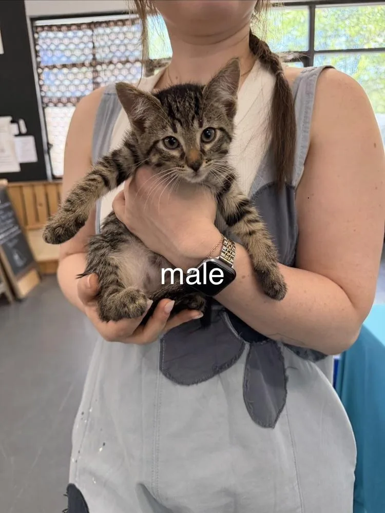 A baby small-sized male Gray & White Domestic Short Hair cat named Spike for adoption in Lafayette, CO