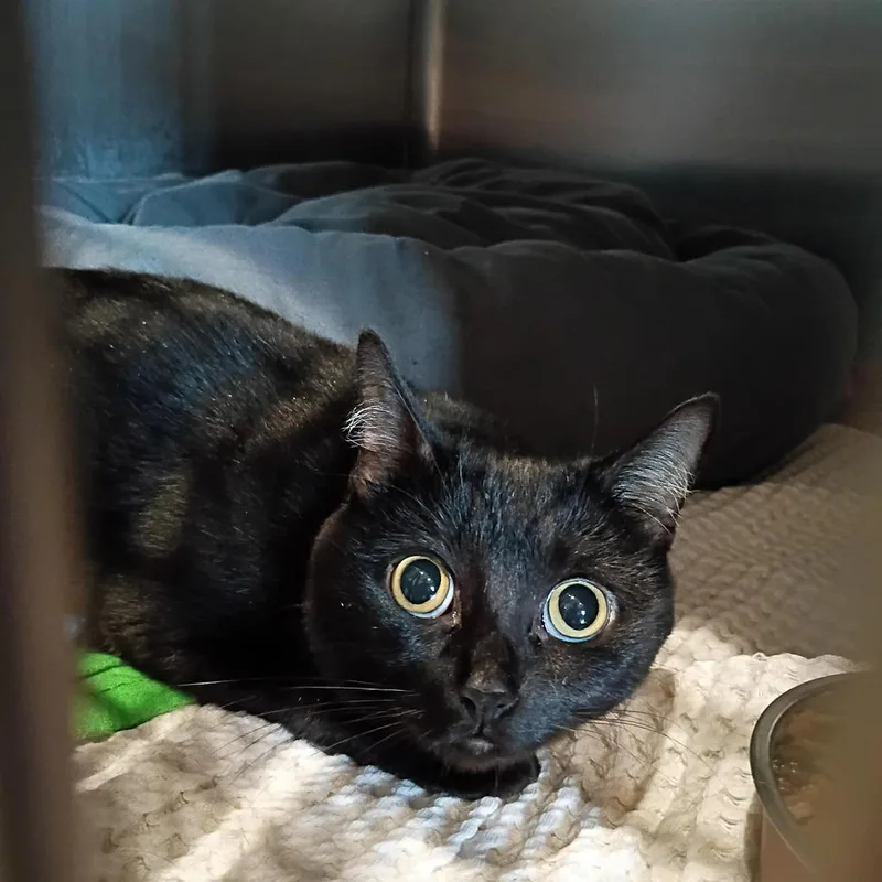 A young medium-sized male Domestic Short Hair cat named Dusk for adoption in Ashland, WI