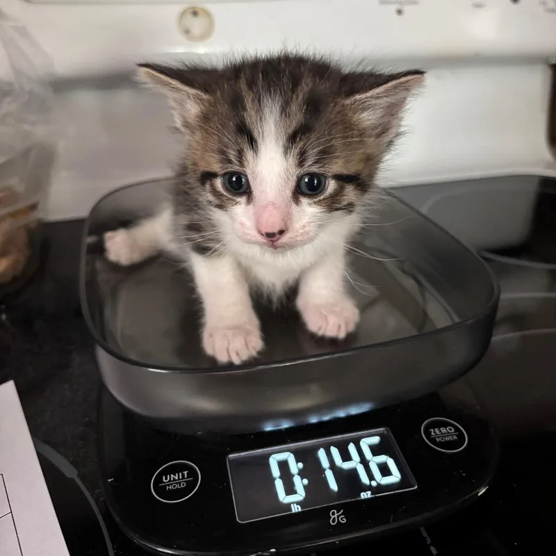 A baby small-sized male Brown / Chocolate Domestic Short Hair cat named Christobal Bacardi GHA_ for adoption in Columbia, MO