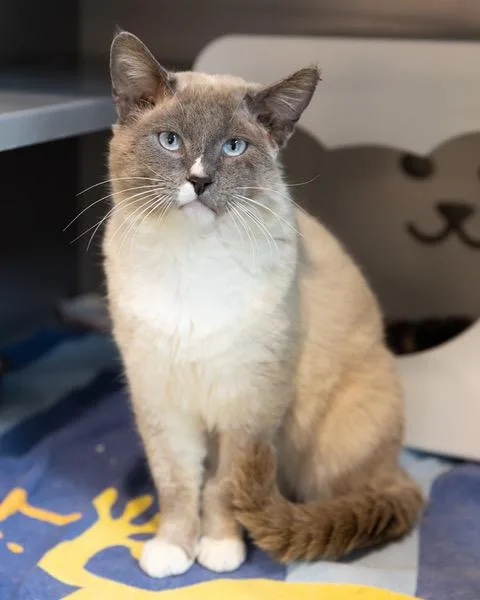 An adult medium-sized male Siamese cat named Seal for adoption in Leesburg, VA
