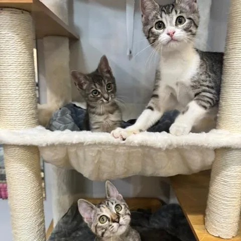 A baby small-sized female Gray / Blue / Silver Domestic Short Hair cat named Harley for adoption in Normal, IL