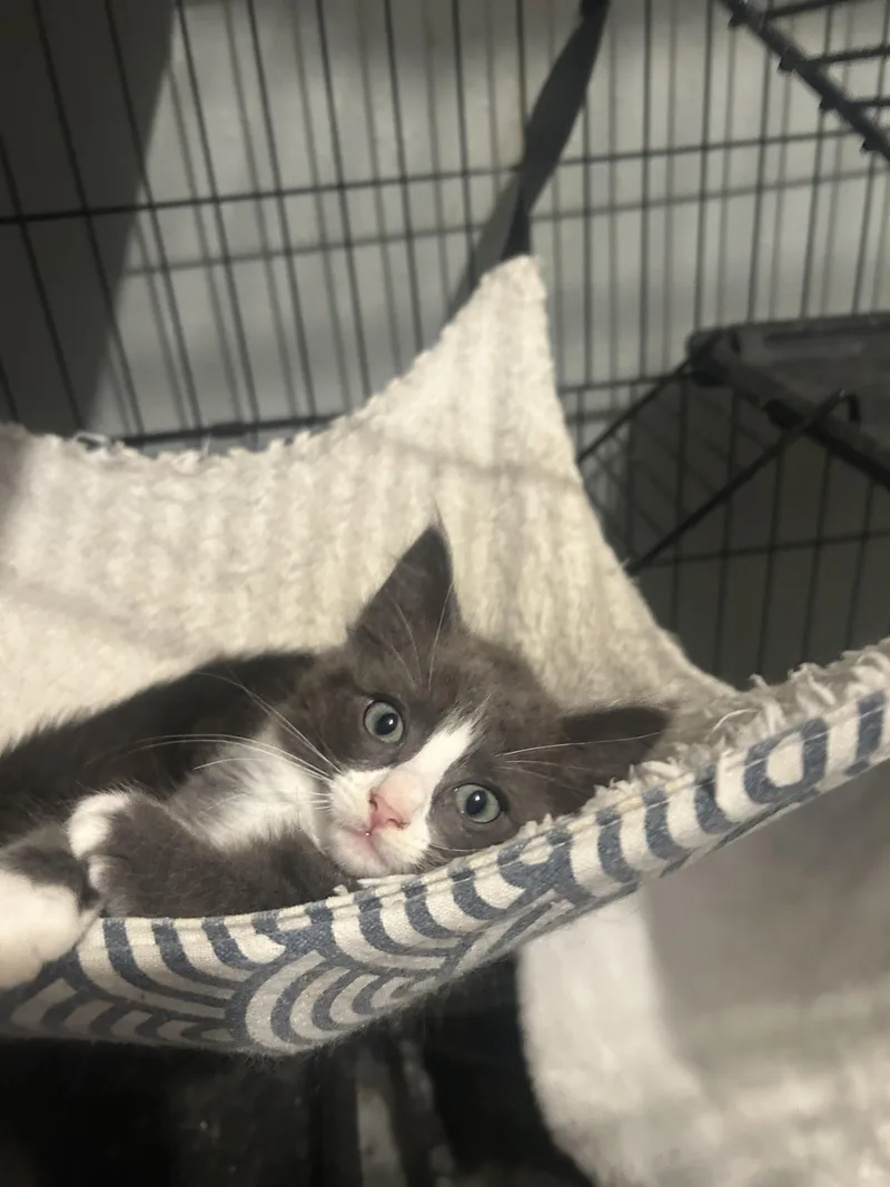 Smudge