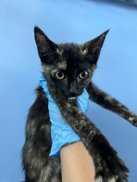 A baby small-sized female Domestic Short Hair cat named Isabella for adoption in San Bernardino, CA