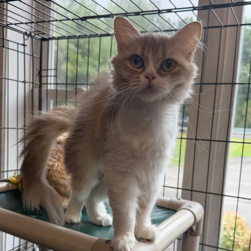 A young medium-sized female Persian cat named Jolene for adoption in Wappingers Falls, NY