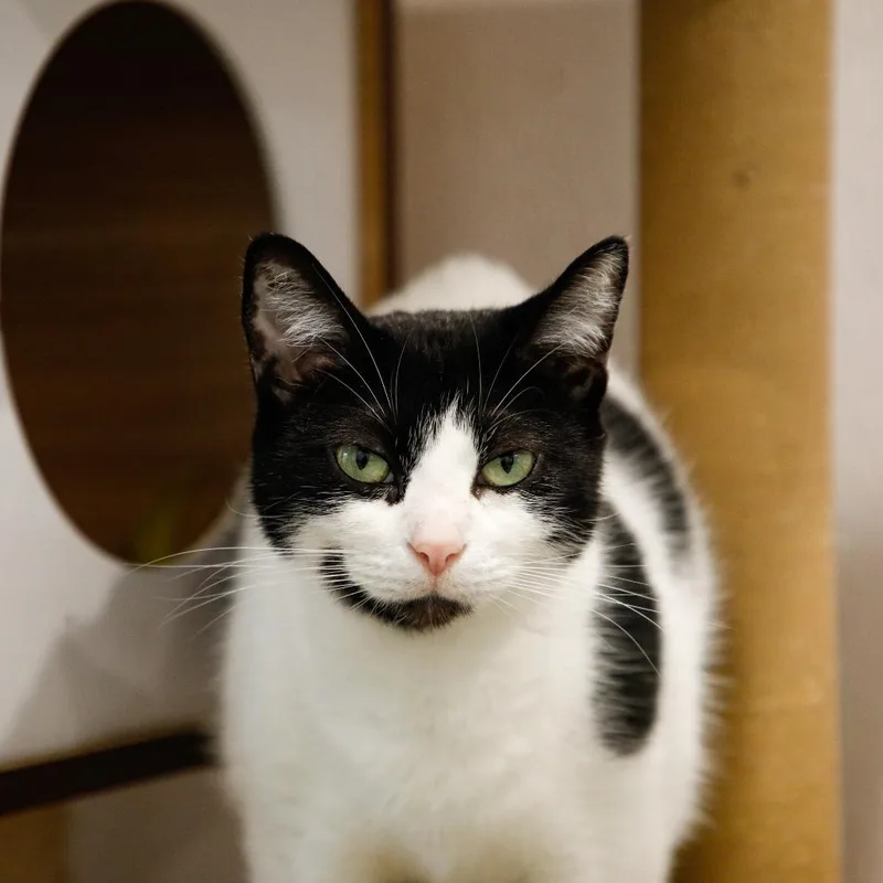 An adult medium-sized female Black Domestic Short Hair cat named MooMoo for adoption in Tampa, FL