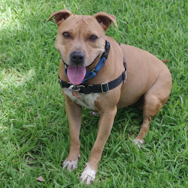 An adult medium-sized female Yellow / Tan / Blond / Fawn Terrier dog named Zo for adoption in Miami, FL