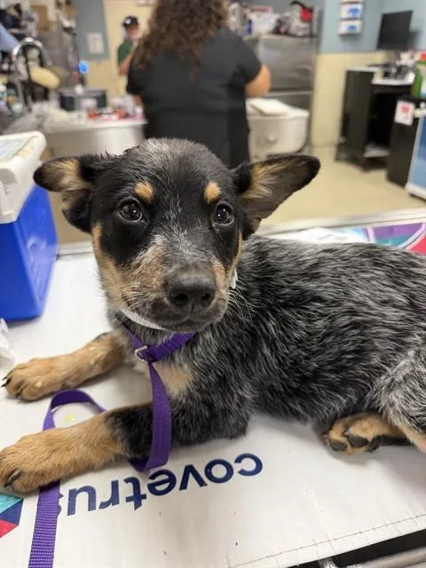 A baby small-sized female Australian Cattle Dog / Blue Heeler dog named Peanut for adoption in Riverside, CA