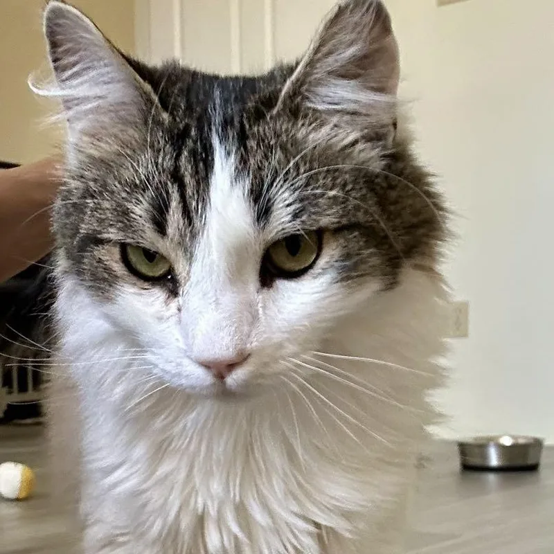 A young medium-sized male Tabby (Brown / Chocolate) Domestic Medium Hair cat named Speckles for adoption in Mount Rainier, MD