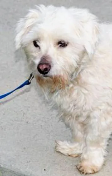 An adult small-sized male Miniature Schnauzer dog named Turbo for adoption in Los Angeles, CA