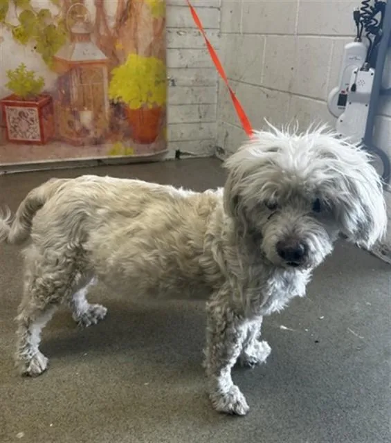 A senior small-sized male Maltese dog named Chacho for adoption in San Bernardino, CA