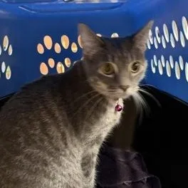 Nahla