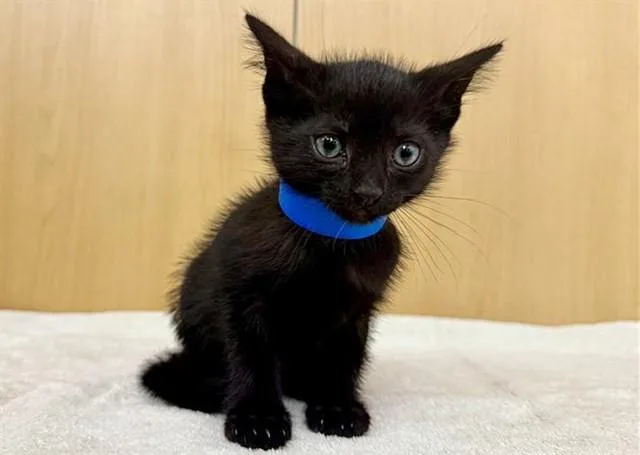 A baby small-sized male Domestic Short Hair cat named Ed Hardy for adoption in Saint Louis, MO