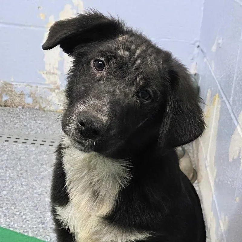 Marshall thumbnail 2