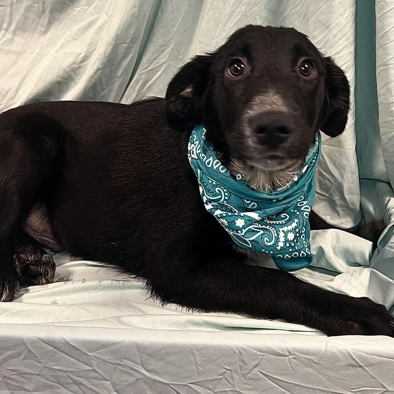 Marshall thumbnail 3