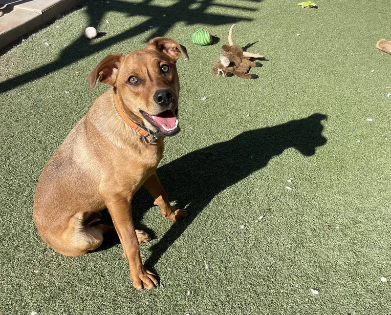 Chestnut thumbnail 2